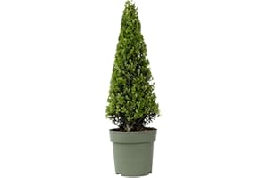 Plant in a Box - Ilex crenata Pyramid 'Houx japonais' - Substitut de buis - Plante de jardin - ⌀21cm - Hauteur 55–65cm