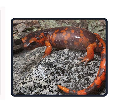 Preisvergleich Produktbild Newt Salamanders Mousepad Rectangle Non-Slip Rubber Custom Gaming Mouse Pad