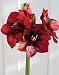 Produktbild PLANT&STYLE Künstliche Amaryllis, rot, 68cm, Natural Touch