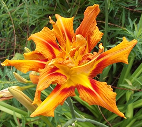 Hemerocallis double- Taglilie Fulva Kwanso (1)