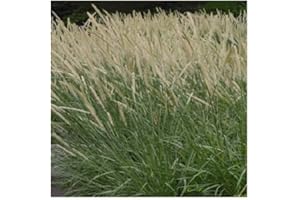PLANTGENESIS Pennisetum macrourum 'Tail Feathers' / African Feather Grass/Ornamental Grass/Hardy Perennial/Seeds