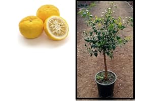 VIPARPLANT Limonero Yuzu - Limonero Alta Resistencia al Frio - Maceta 20 cm diametro(Limonero Yuzu en Copa)