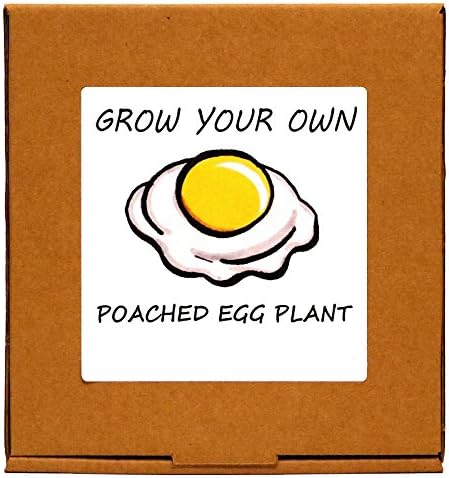 Grow Your Own Poached Egg Flowers Kit - Windowsill Gardening