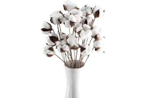 HUAESIN 20pcs Ramo de Flores Secas Naturales Decoracion 58cm Cabeza de Flores Algodon Natural con Tallo Invididual Flores Artificiales Blanca para Decorar Navidad Boda Fiesta Mesa Jarrones Garanja