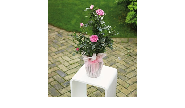 mum in a million rose marks and spencer