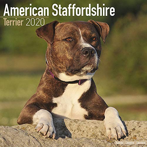 American Staffordshire Terrier - Amstaff 2020: Original Avonside-Kalender [Mehrsprachig] [Kalender] (Wall-Kalender)