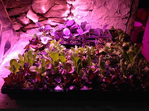 Roleadro 270W Pflanzenlampe UFO LED Grow Lampe Vollspektrum mit UV Licht per Gewächshaus Pflanzen Wachstum und Blüte - 9
