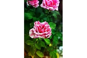 VIVAIO SANTABERNADETTA ROSA ROSE DA ARREDO GIARDINO A RADICE NUDA COLORE SCREZIATO COME FOTO BIANCO E ROSA