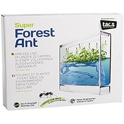 Antquarium - 6146661 - Jeu Éducatif - Super Foret de Fourmis