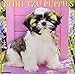 Just Shih Tzu Puppies 2019 Wall Calendar (Dog Breed Calendar) by 