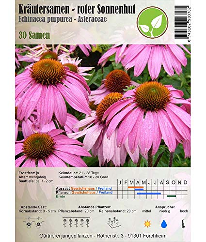 Semillas de hierbas - Red Equinácea/de Echinacea purpurea 30 semillas