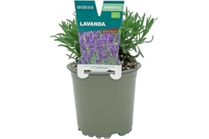 Verdecora Lavanda en maceta Ø11cm | Lavandula spp. | Planta de Interior y Exterior | Flores Aromáticas y Calmantes | Ideal para Jardinería y Decoración
