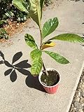 Semillas de alta tasa de germinación
