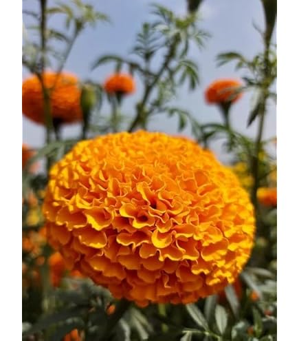 VISHSHUBH US AGRISEEDS MARIGOLD F1 HYBRID SW 502 3.2 g (1000