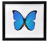 Farbe: blau-braun Wilai Schmetterling im Bilderrahmen, Didius Blue Morpho (Morpho didius)