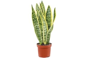 CAMBRIDGE BEE 1 x Sansevieria trifasciata LAURENTII Snake Plant - Mother in Laws Tongue - Indoor Easy Care Plant in 9cm Pot, Yellow