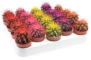 BRYNCIR GARDEN CENTRE Rainbow Cacti Set of 3