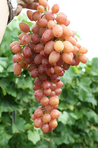 Weinrebe-Weintraube-Vitis vinifera-Kishmish Luchistyi-kernlos