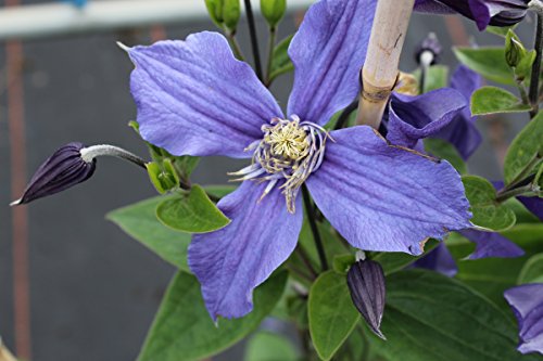 Clematis, Waldrebe, Stauden-Clematis – Im 2lt. Topf, Höhe 60-100cm, mit 3 Bambus gestäbt - 5