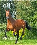 Pferde 2011, 40x49 cm by 