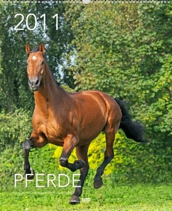 Pferde 2011, 40x49 cm