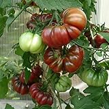 Cherokee Purple Tomatensamen für ca. 10 Pflanzen - alte Indianersorte, sehr gut im Geschmack