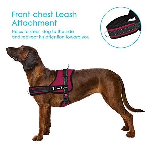 harness with front d ring dog