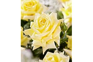 BAKKER Rosa grandiflora 'Sunsilk'-cad.-Rose