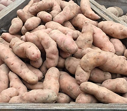 10 Pink Firs Apple Maincrop Seed Potatoes