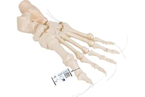 3B Scientific A30/2 Modelo de anatomía humana Esqueleto del Pie Ensartado En Forma Suelta En Nylon + App de anatomía gratuita - 3B Smart Anatomy