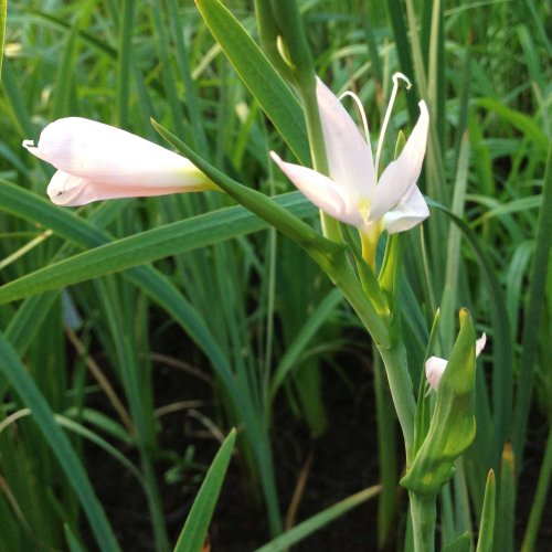 lichtnelke – Rosa Sumpfgladiole (Schizostylis coccinea ‚ Mrs. Hegarty ‚) - 2