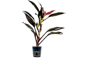 AquaOne Plante de terrarium Cordyline Red Edge I Plantes de paludarium vivantes forêt tropicale Plantes de terrarium entièrement enracinées Décoration simple