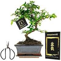 Bonsaiworld Bonsai-Set - Ideales Einsteiger-Pflegeset mit Buch & Schere - S-Form, ca. 10 Jahre alt - Pflegeleicht, tolle…