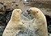 ANIMALES by AJo (Wandkalender 2014 DIN A3 quer): Impressionen aus der Welt der Tiere. (Monatskalender, 14 Seiten) by
