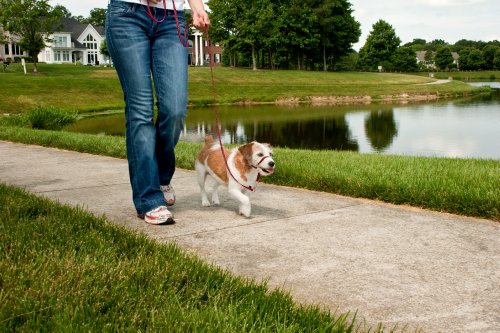 PetSafe-Gentle-Leader-Pet-Headcollar