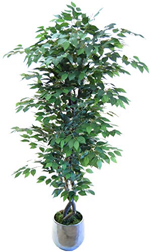 Ficus Artificial con Troncos Naturales, Elaborados con los Mejores Materiales, Ideal para Decoración de hogar, Árbol Artificial (180 cm)
