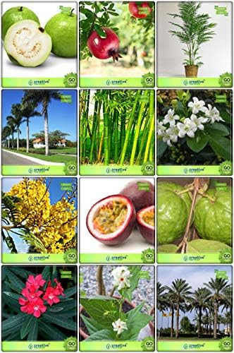 Creative Farmer Rare Seeds Combo Fruit & Fruit : Passion Fruit - Violet, Kilo Pera, Areca Palm, Bottle Palm Seeds, Big Bamboo, Date Palm, Orange Jessamine, Peltophorum, Karavira, Night-Flowering Jasmine, Psidium Guava, Pomagranate Fruit Seeds For Home Garden