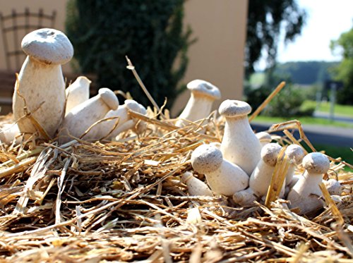 Bio Kräuterseitling Körner Pilzbrut-Pilze selber züchten-Körnerbrut