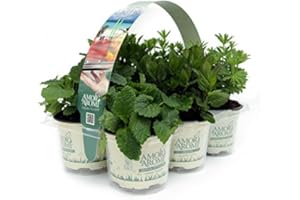 AMORI E AROMI Piante aromatiche N. 24 vasi in 4 pack diversi (in vaso diam.9cm)