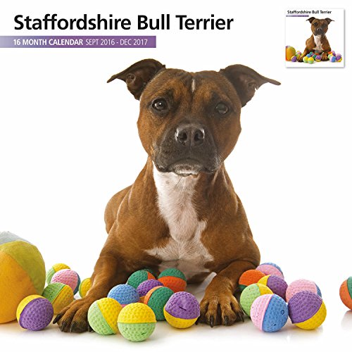 Download Magnet & Steel - Calendrier lapin,calendrier mural A4 Wall Calendar Staffordshire Bull Terrier Download Magnet & Steel - Calendrier lapin,calendrier mural A4 Wall Calendar Staffordshire Bull Terrier