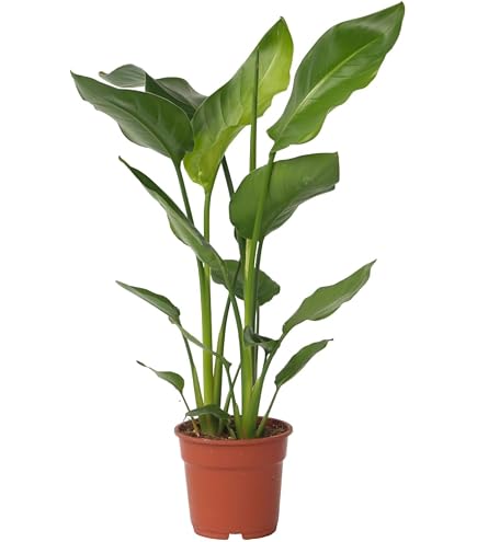 coffea arabica zimmerpflanze pflege Coffea arabica (Kaffeepflanze) (XS) kaufen main image 1