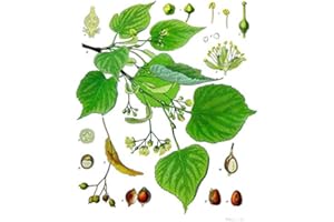 SAMENCHILISHOP (IMMER NUR EINMAL VERSAND) Linde 20 Samen (Heimischer Baum - Winterhart) Auch Bonsai geeignet<