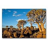  Calvendo Premium Textil-Leinwand 90 cm x 60 cm quer, Keetmanshoop: Köcherbaumwald  Wandbild, Bild auf Keilrahmen, Fertigbild auf echter Leinwand, Leinwanddruck: Namibia Orte Orte