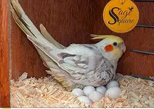 450grm Natural Soft Wood Shaving Bedding Cum Nesting Material for All Birds