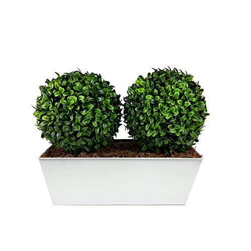 GreenBrokers A1057-01 Artificial Topiary Aglaia Double Ball Boxwood in White Tin Window Box 35cm/14in