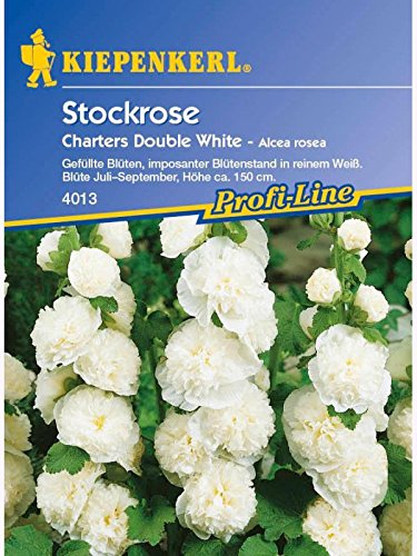 Alcea rosea Stockrosen Stockmalve Chaters Double White