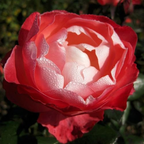 Edelrose „Nostalgie®“ – cremeweiß bis kirschrot blühende, duftende Topfrose im 6 L Topf – frisch aus der Gärtnerei – Pflanzen-Kölle Gartenrose - 2