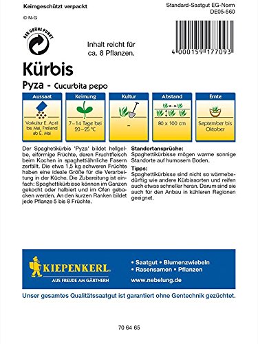 Kürbis Pyza Spaghettikürbis - 2