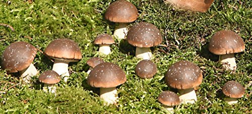 Deko-Steinpilz, 15er Set