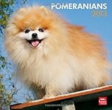 Pomeranians 2013 - Zwergspitze - Original BrownTrout-Kalender by 